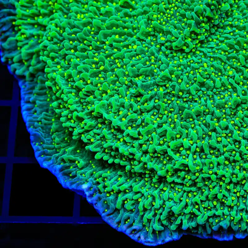 JF Frankie's Hot Pink Rim Montipora Cap Coral - TSA Coral