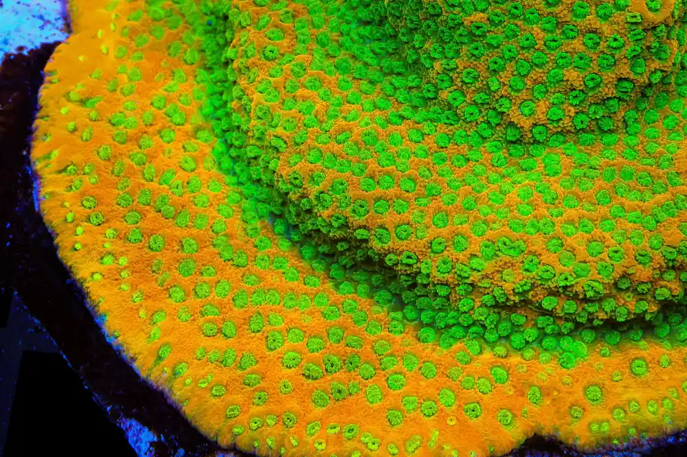JF Sweet Tooth Montipora Cap Coral - TSA Coral