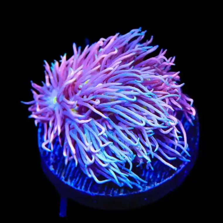 TSA Sweet Cake Goniopora Coral - TSA Coral