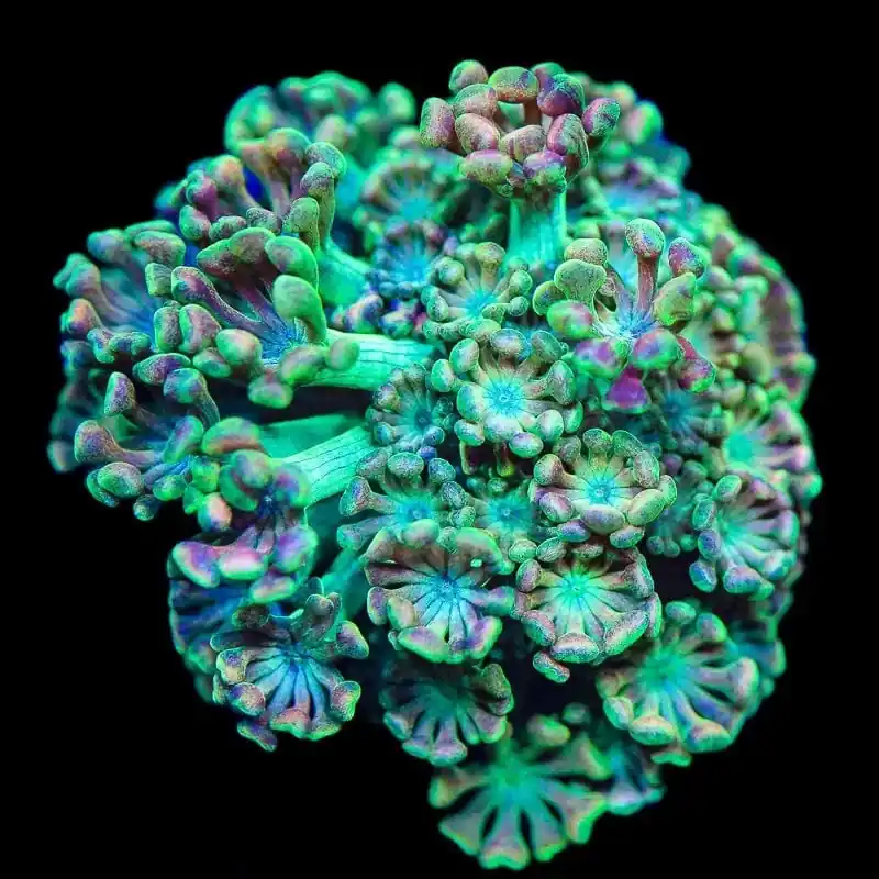 TSA Orangutan Alveopora Coral - TSA Coral