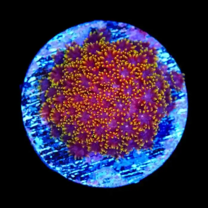 TSA Fun Dip Goniopora Coral - TSA Coral