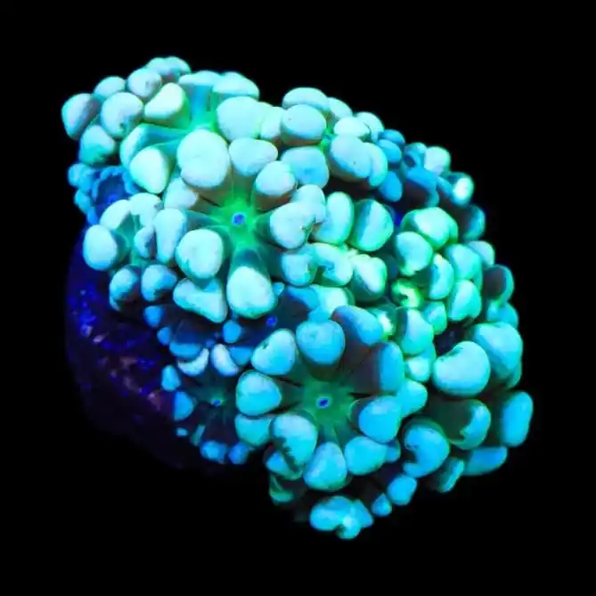 TSA Snow Top Alveopora Coral - TSA Coral
