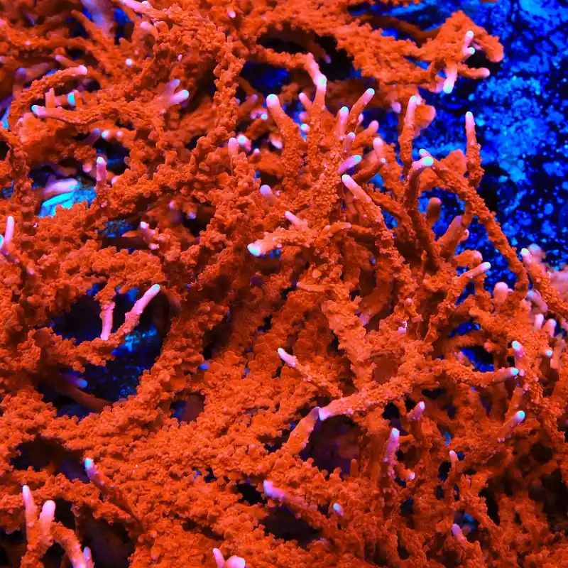 ACI Manila Spy Montipora Coral - TSA Coral