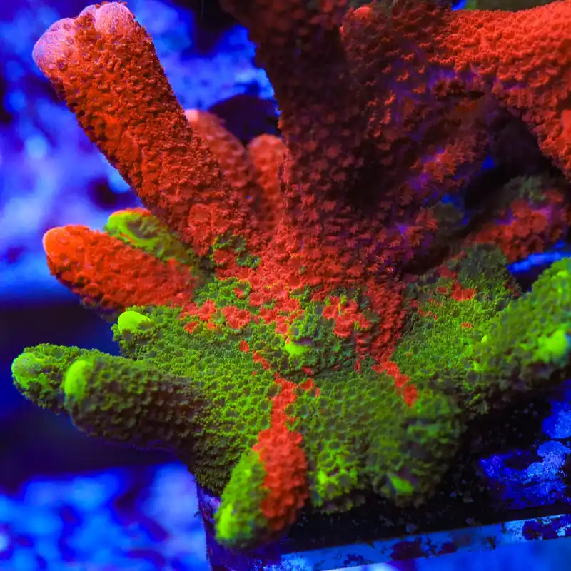 Contraband Montipora Digitata Coral - TSA Coral