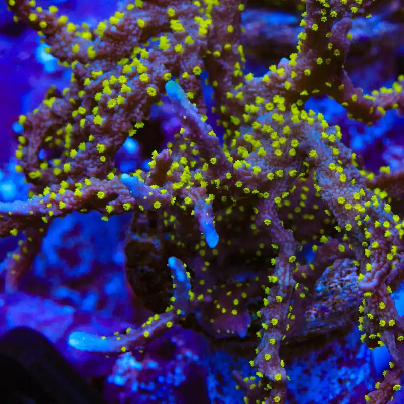 JF Midnight Dynamite Montipora Coral - TSA Coral