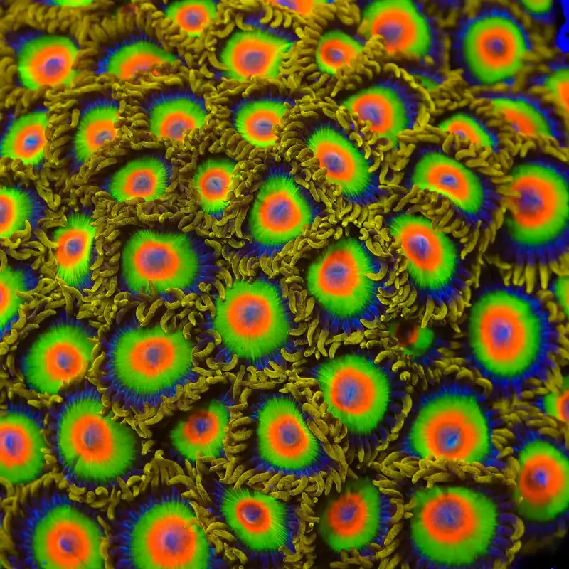 Rasta Zoanthids Coral - TSA Coral