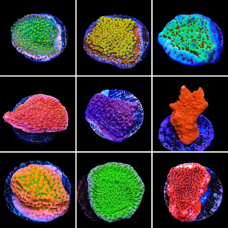 Montipora 3 Coral Frag Pack - Top Shelf Aquatics