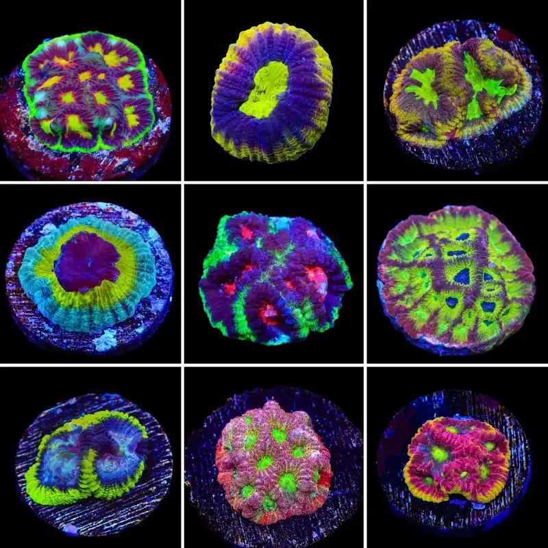 Favia 3 Coral Frag Pack - Top Shelf Aquatics