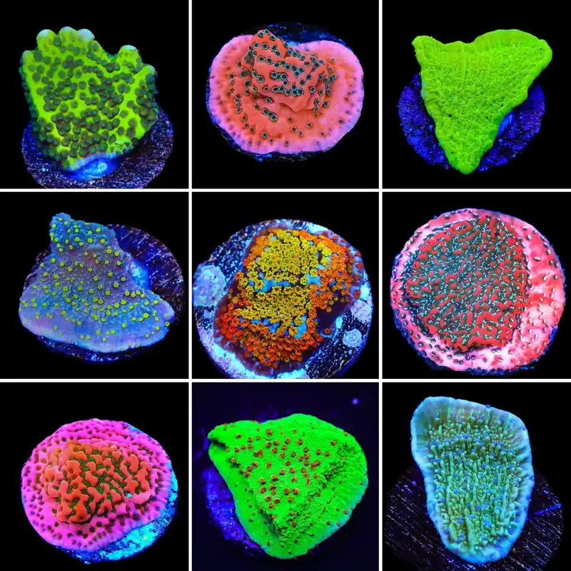 Montipora 3 Coral Frag Pack - Top Shelf Aquatics