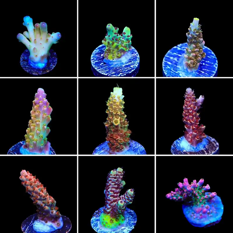 High End Acropora 3 Coral Frag Pack - Top Shelf Aquatics