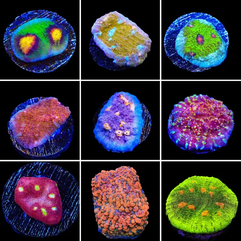 Chalice 3 Coral Frag Pack - Top Shelf Aquatics