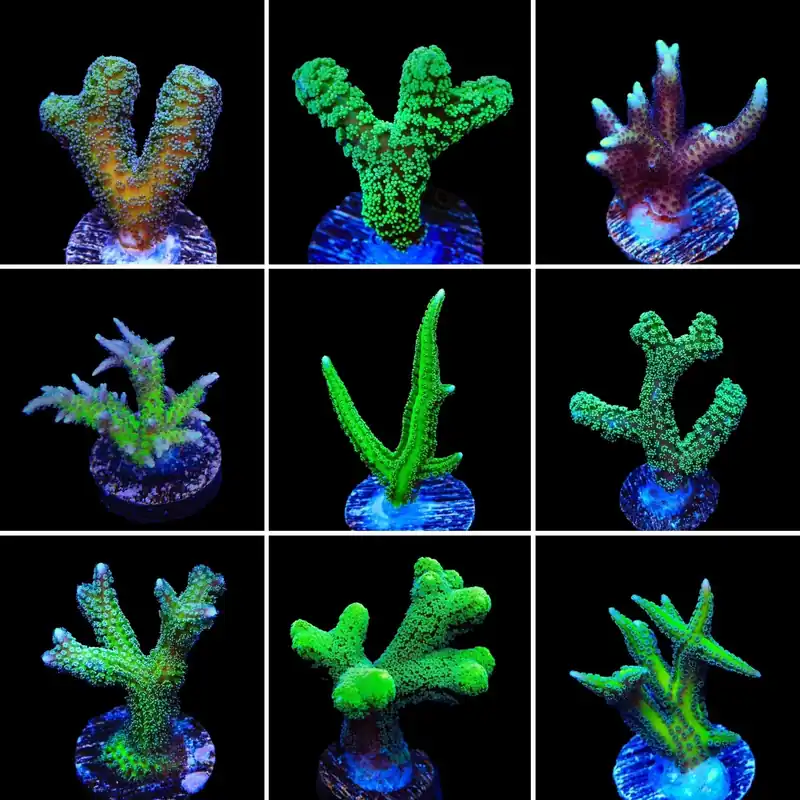 Birdsnest 3 Coral Frag Pack - Top Shelf Aquatics