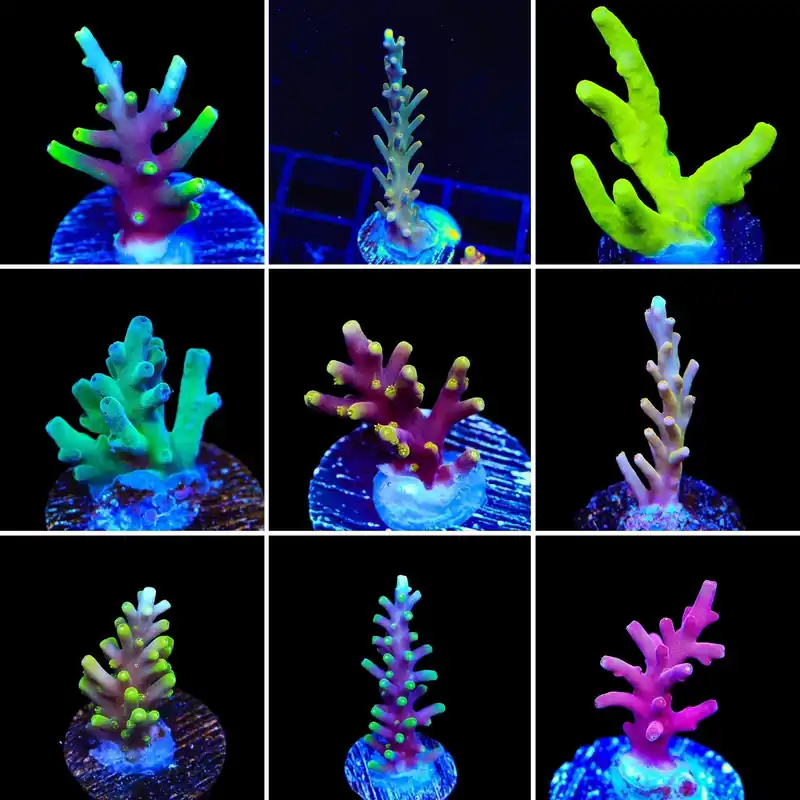 Smooth Skin 3 Coral Frag Pack - Top Shelf Aquatics