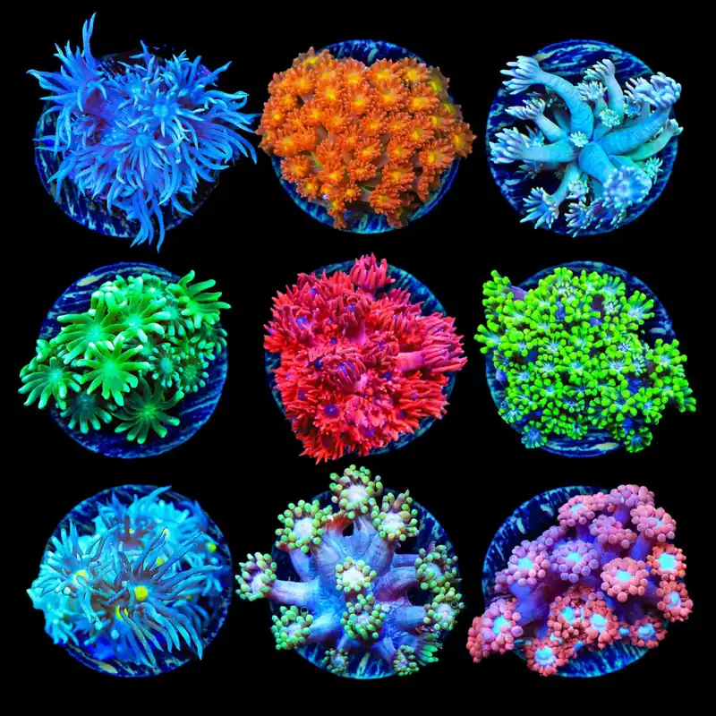 Flowerpot 3 Coral Frag Pack - Top Shelf Aquatics