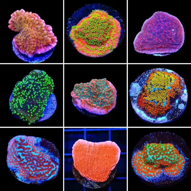 Montipora 3 Coral Frag Pack - Top Shelf Aquatics