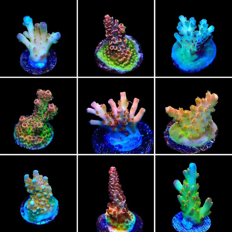 High End Acropora 3 Coral Frag Pack - Top Shelf Aquatics