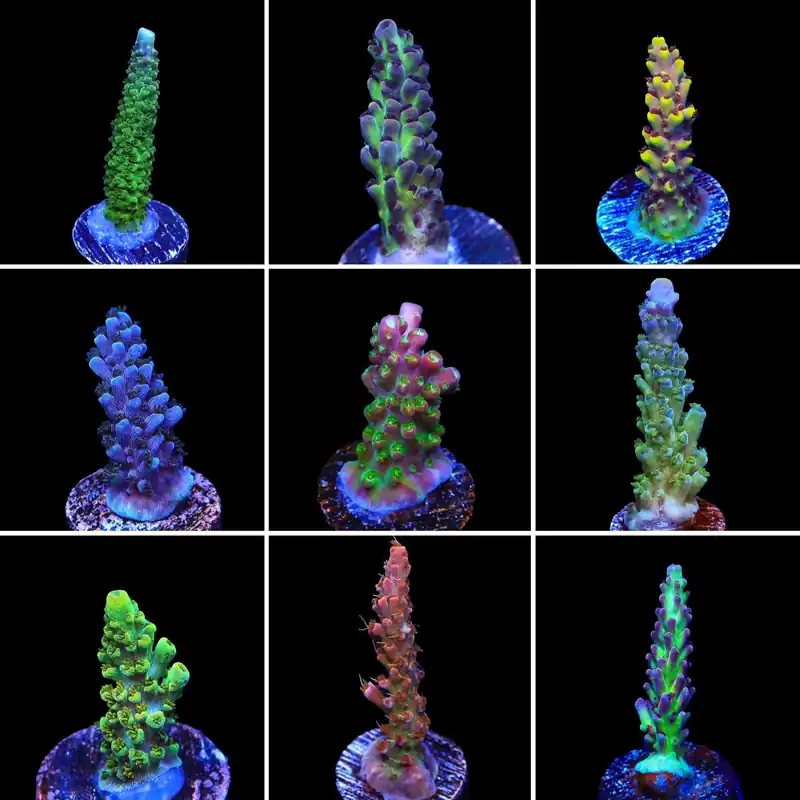 Acropora 3 Coral Frag Pack - Top Shelf Aquatics
