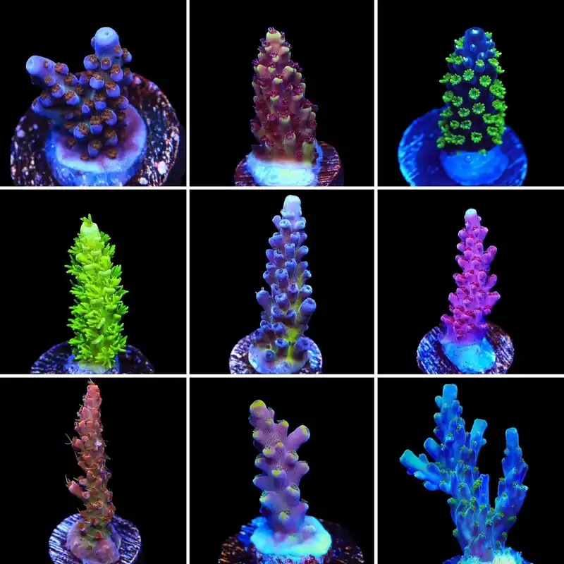 Acropora 3 Coral Frag Pack - Top Shelf Aquatics