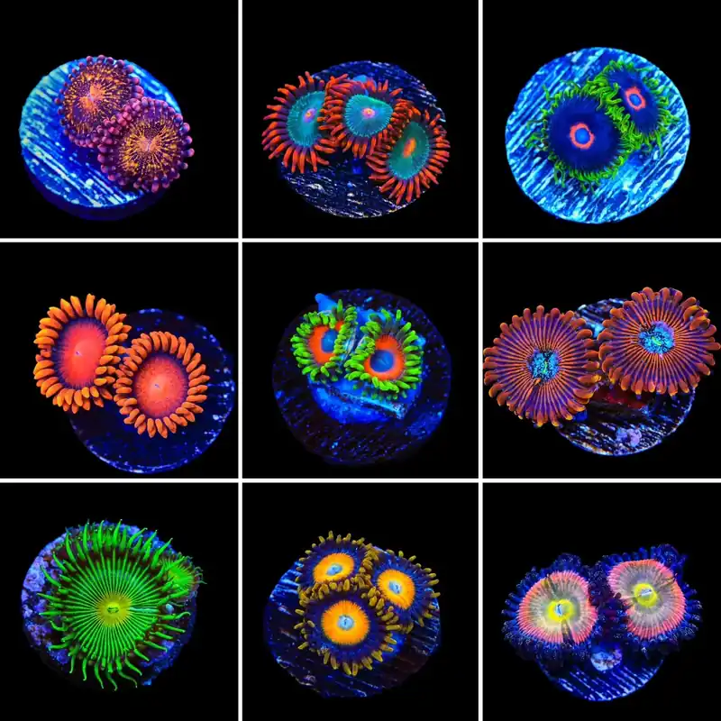 Zoanthids 3 Coral Frag Pack - Top Shelf Aquatics