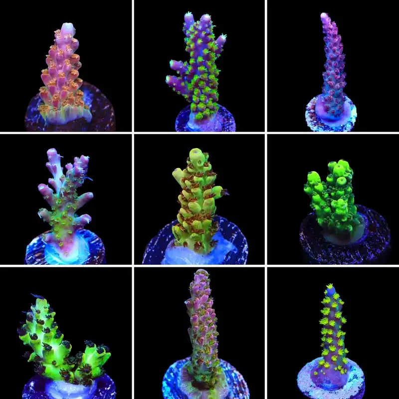 Acropora 3 Coral Frag Pack - Top Shelf Aquatics