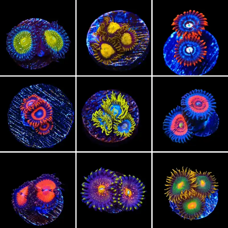 Zoanthids 3 Coral Frag Pack - Top Shelf Aquatics