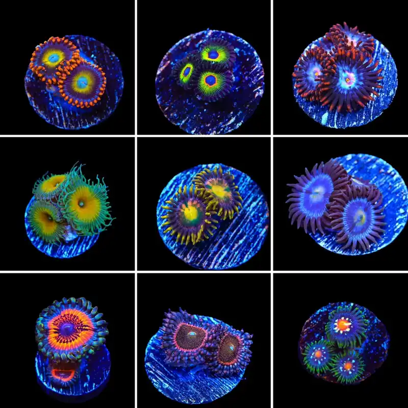 Zoanthids 3 Coral Frag Pack - Top Shelf Aquatics