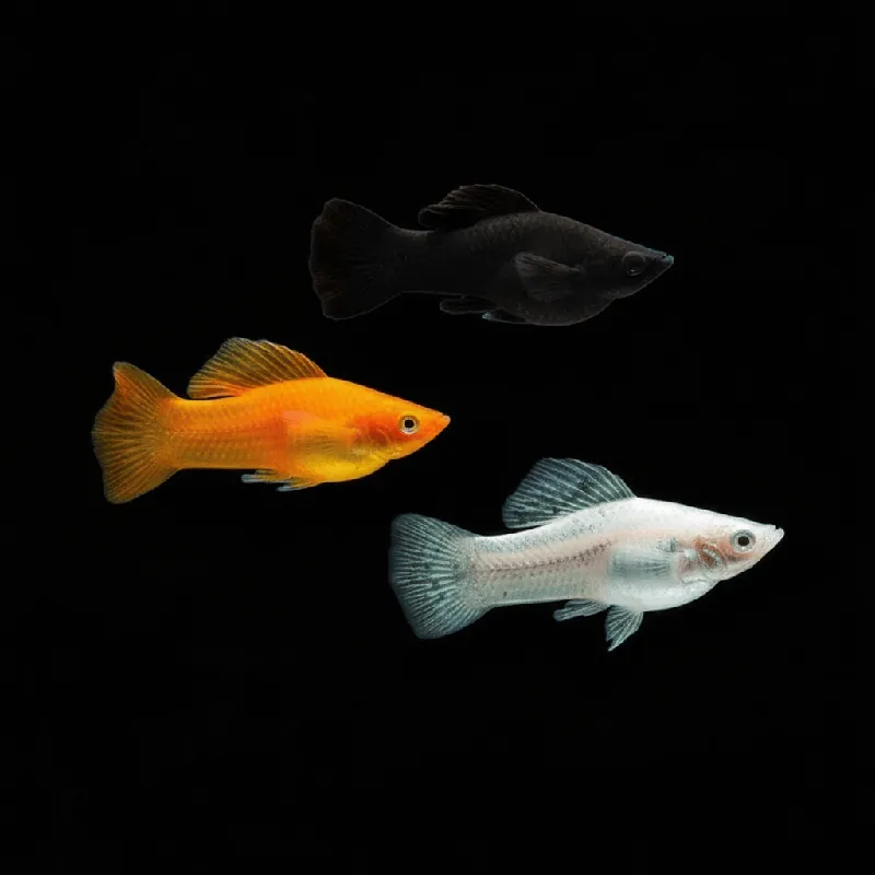 Saltwater Lyretail Molly Fish - Sustainably Aquacultured