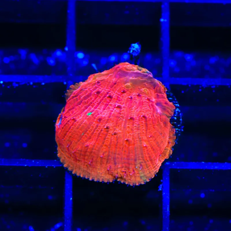 Diablo Diaseris Plate Coral - Top Shelf Aquatics