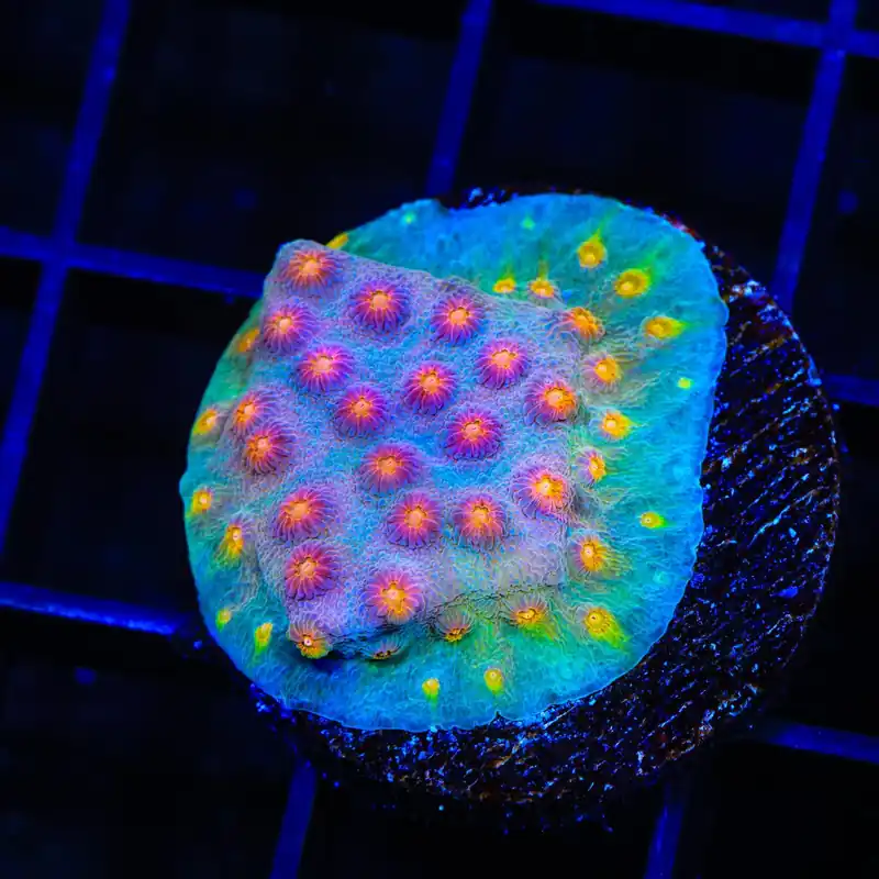 JF Buzz Kill Cyphastrea Coral - Top Shelf Aquatics