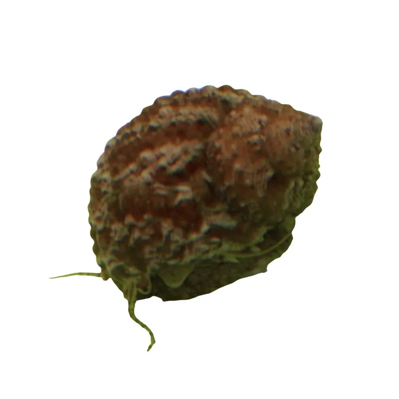 Chestnut Snail - TSA Inverts