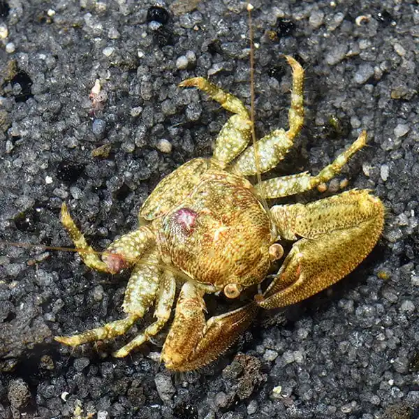 Porcelain Crab - TSA Inverts