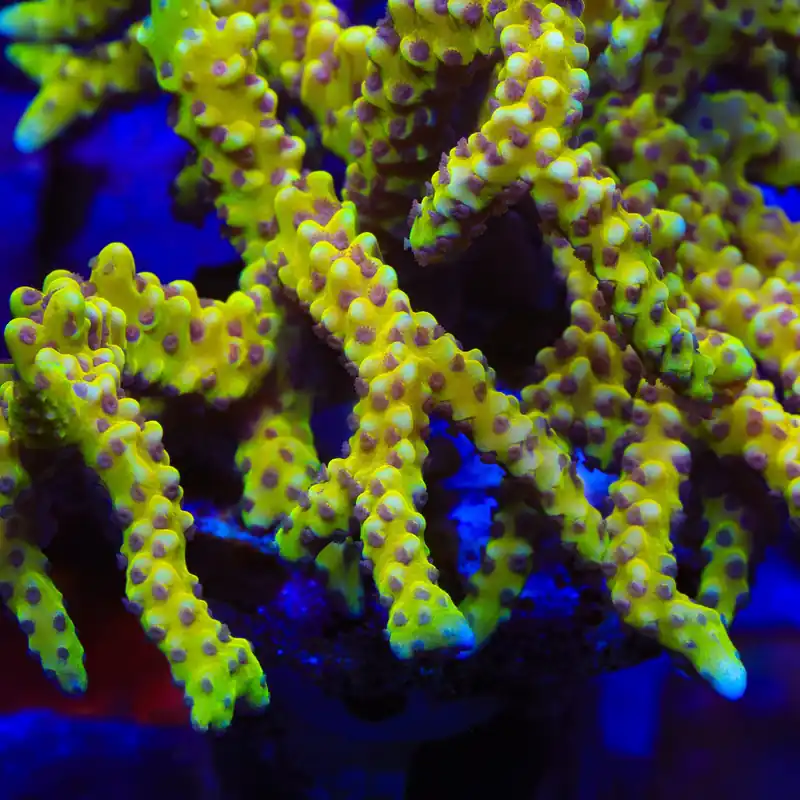 RRC Goldenrod Anacropora Coral - TSA Coral