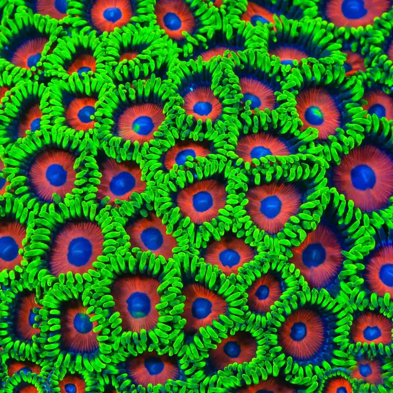 Whammin Watermelon Zoanthids Coral - TSA Coral