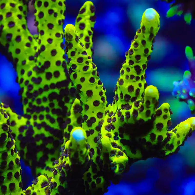 Slimeball Spongodes Montipora Coral - TSA Coral