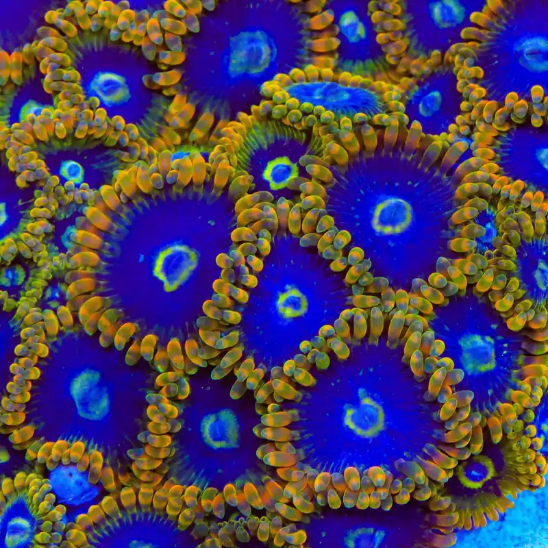 Rainbow Yoda Zoanthids Coral - TSA Coral