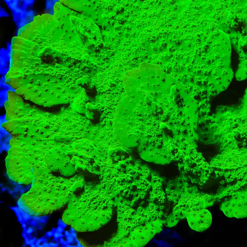Jake Adams Crystal Experiment Montipora Coral - TSA Coral