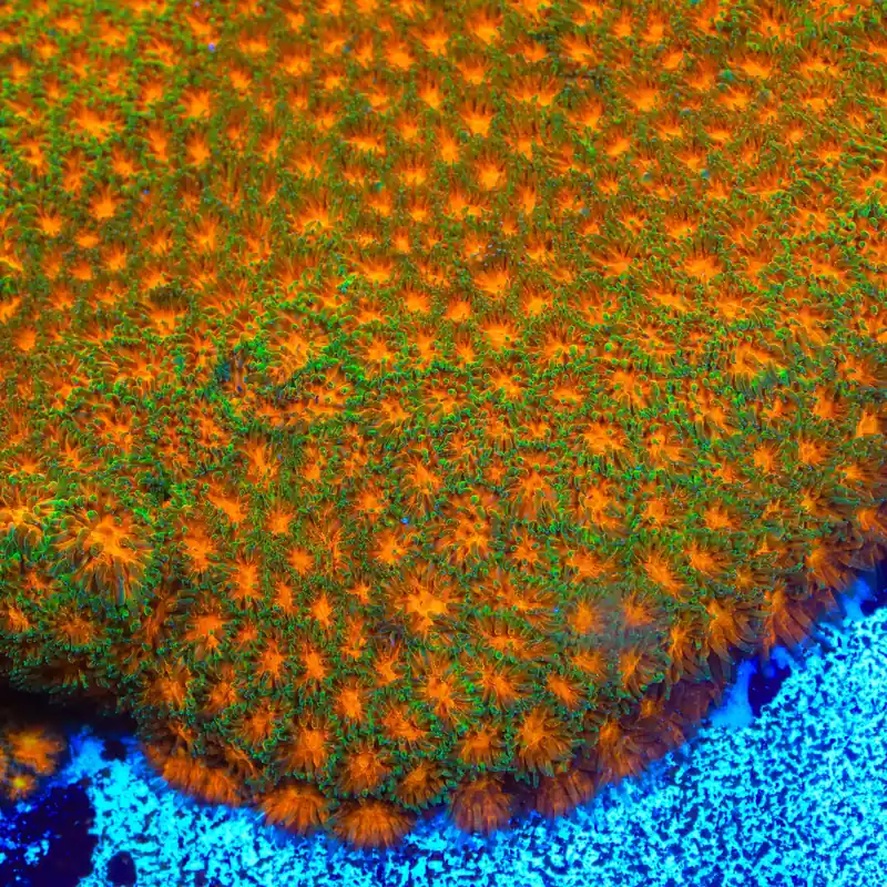 TSA Mayhem Leptastrea Coral - TSA Coral