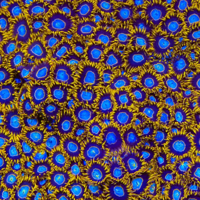 TSA Blue Eye Hornet Zoanthids Coral - TSA Coral