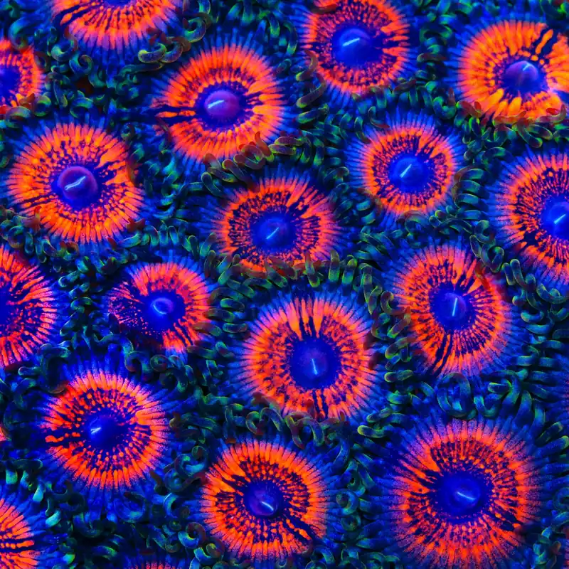 Armor of God Zoanthids Coral - TSA Coral