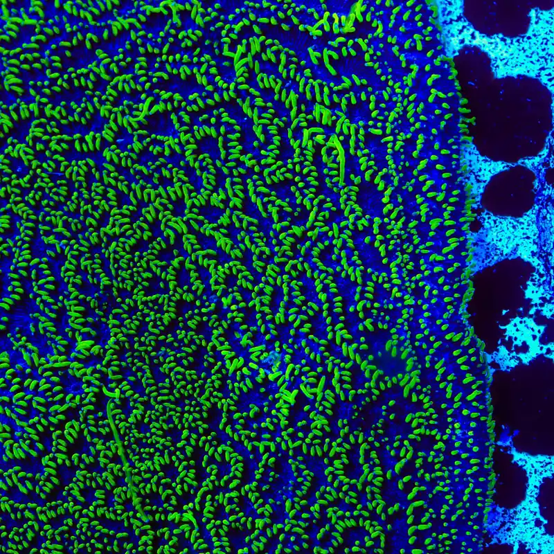 TSA Space Ranger Lithophyllon Coral - TSA Coral