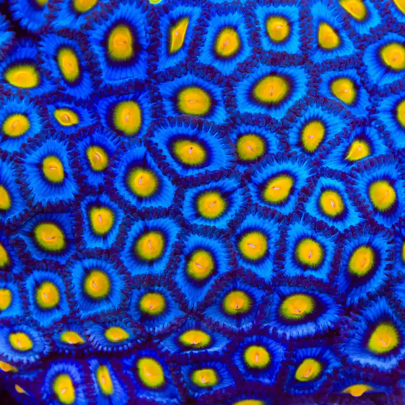 AOI Zoanthids Coral - TSA Coral