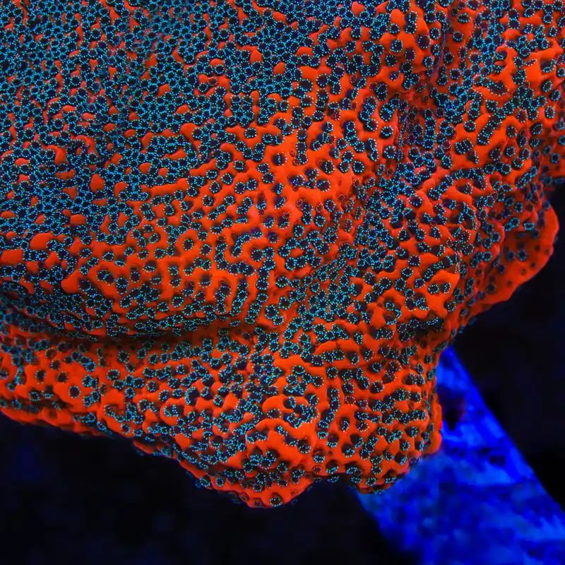 JF Silver Bullet Montipora Coral - TSA Coral