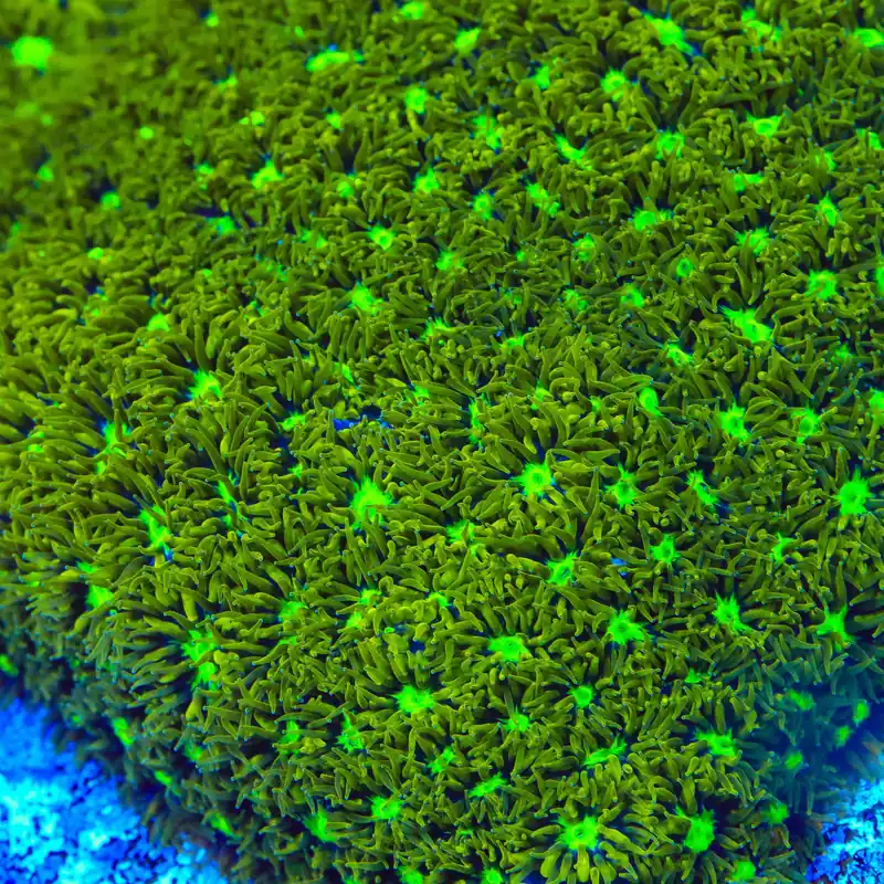 TSA Electric Daisy Leptastrea Coral - TSA Coral