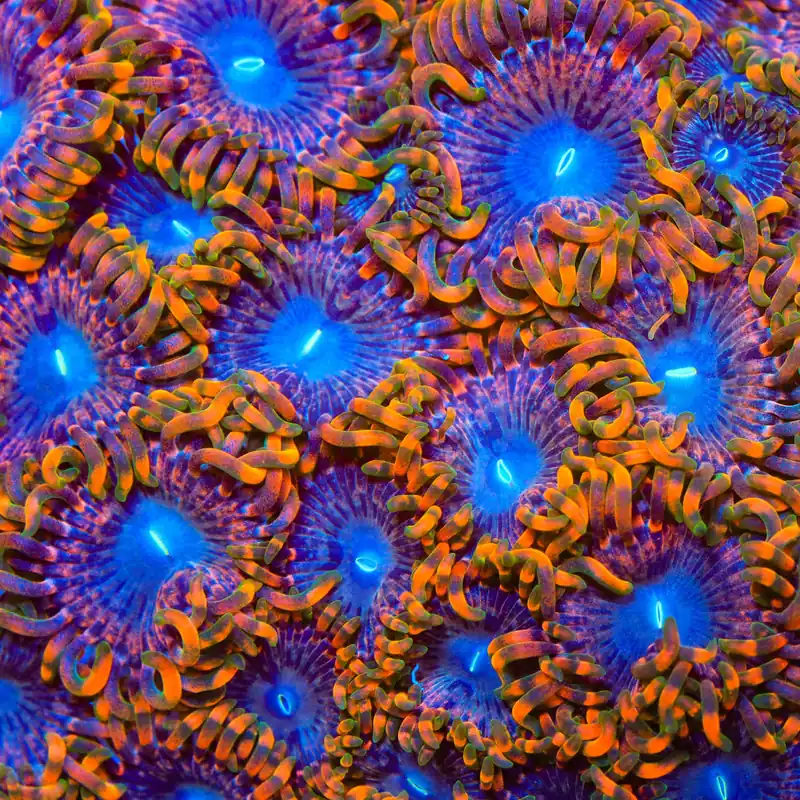 Fairy Fart Zoanthids Coral - TSA Coral