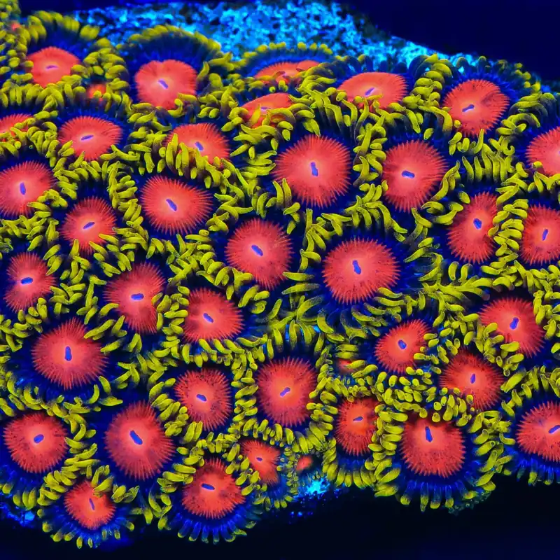 Yellow Brick Road Zoanthids Coral - TSA Coral