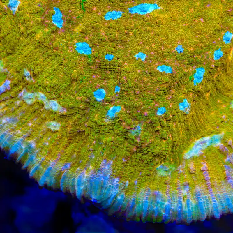 TSA Sugar Cookie Chalice Coral - TSA Coral