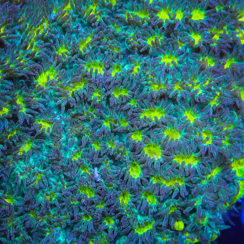 TSA Lemon Frost Hydnophora Coral - TSA Coral
