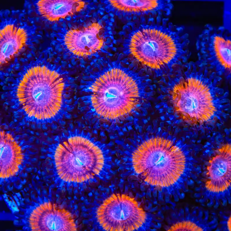 TSA Shirley Goose Zoanthids Coral - TSA Coral