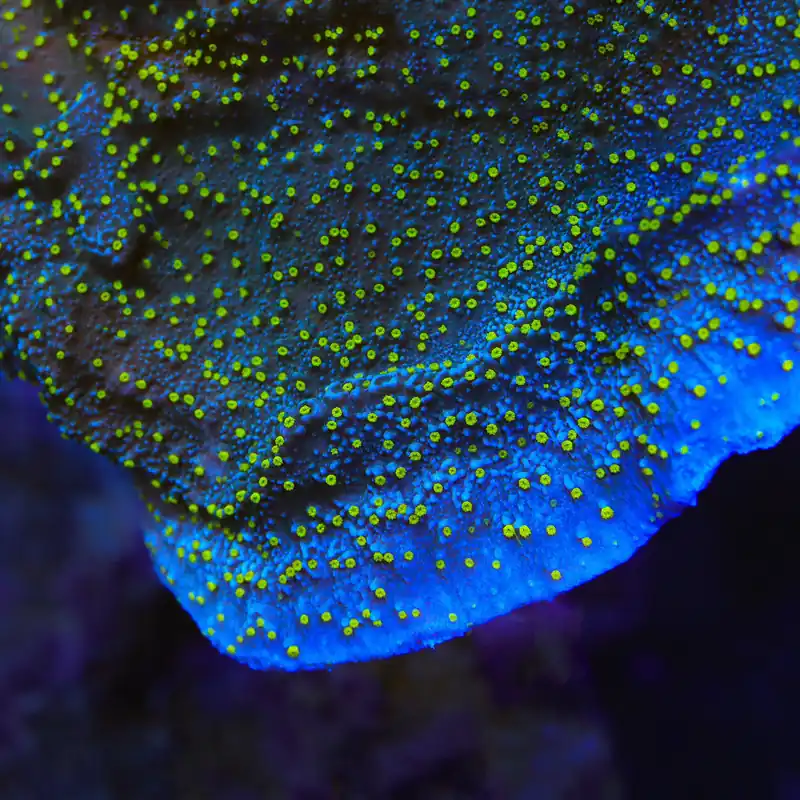 TSA Starry Night Montipora Coral - TSA Coral