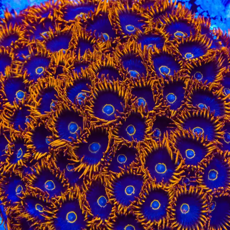 Rainbow Hornet Zoanthids Coral - TSA Coral